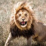 Lion kills 14-year-old girl outside Kenya’s Nairobi National Park