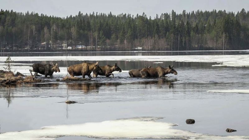 How a 24-hour livestream of moose became a Swedish TV sensation