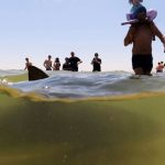 Sharks drew crowds to this Israeli beach for years. Now a swimmer’s disappeared and a body’s been found